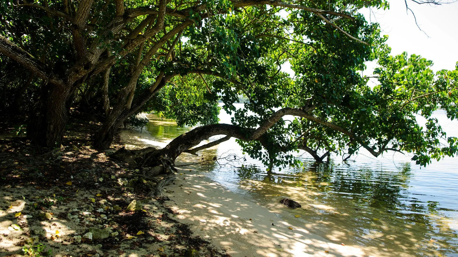 Seas The Day Sanctuary Apartment Negril